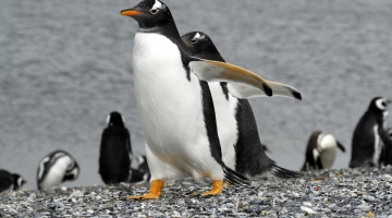 Curiosidades de los pingüinos que seguro no sabías