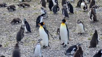 Temporada de Pingüinos en el fin del mundo