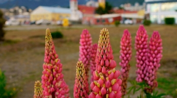 Ushuaia en primavera: ¿Qué sucede con la flora y la fauna del lugar?