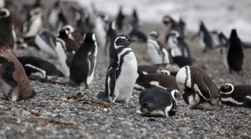 Pingüinos en Ushuaia: Todo lo que tenés que saber