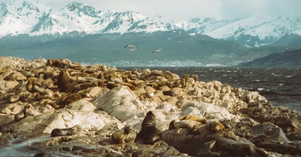 Viví una experiencia entre canoeros, loberos, exploradores en el Canal Beagle PORTADA 01